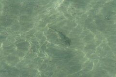 Pseudobatos productus