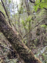 Metrosideros stipularis