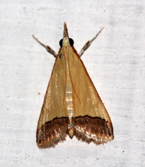 Odontiinae