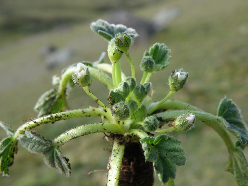 Image of Acaulimalva crenata by (c) Paúl Gonzáles, some rights reserved (CC BY)