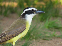 Pitangus sulphuratus