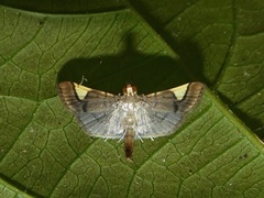 Omiodes simialis