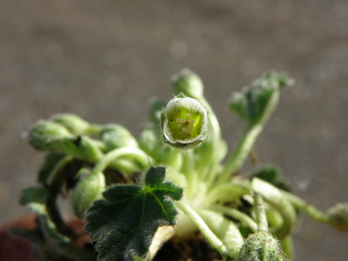 Image of Acaulimalva crenata by (c) Paúl Gonzáles, some rights reserved (CC BY)