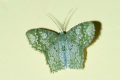 Chloropteryx