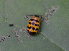 Alagoasa trifasciata