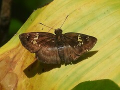Quadrus cerialis