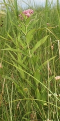 Asclepias incarnata