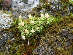 Arenaria alpamarcae