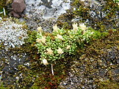 Arenaria alpamarcae