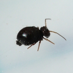 Sminthuridae