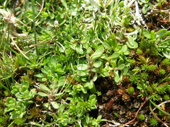 Arenaria