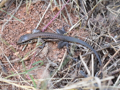 Ameiva praesignis