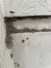 Parasteatoda tepidariorum