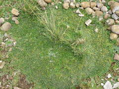 Azorella multifida