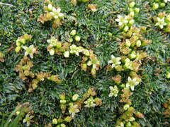 Azorella multifida