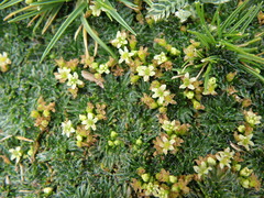 Azorella multifida