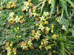 Azorella multifida