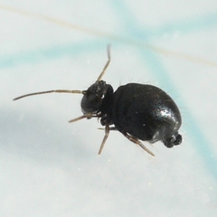 Sminthuridae