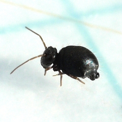 Sminthuridae