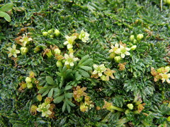 Azorella multifida