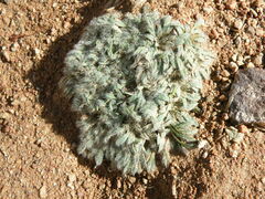 Valeriana theodorici