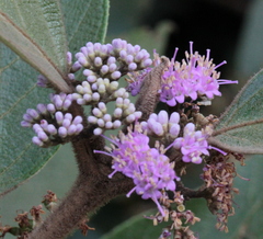 Callicarpa tomentosa