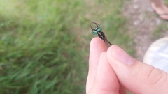 Parasynthemis regina