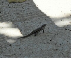 Trachylepis sechellensis