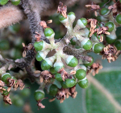 Callicarpa tomentosa
