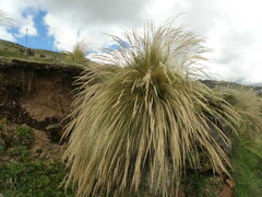 Calamagrostis macrophylla