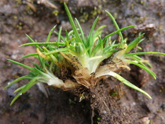 Colobanthus quitensis