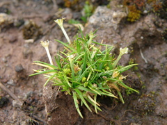 Colobanthus quitensis