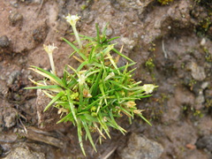 Colobanthus quitensis