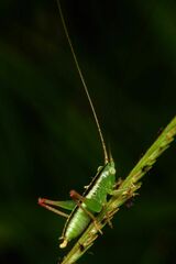 Conocephalus longipes