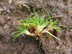 Colobanthus quitensis