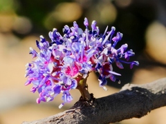 Memecylon umbellatum