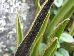 Elaphoglossum mathewsii