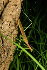 Coptopteryx gayi