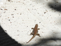 Trachylepis sechellensis