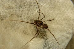 Scytodes globula