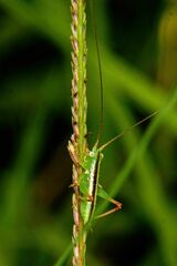 Conocephalus longipes