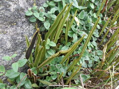 Elaphoglossum mathewsii