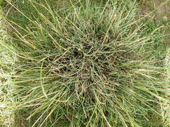 Festuca ovina