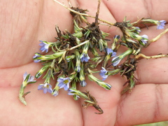 Gentiana sedifolia