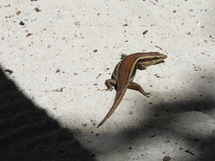 Trachylepis sechellensis