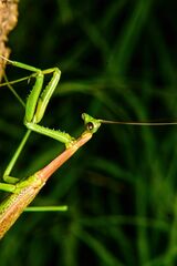 Coptopteryx gayi