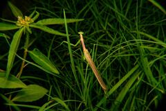 Coptopteryx gayi