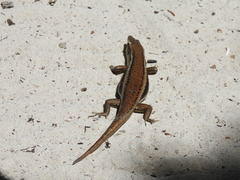 Trachylepis sechellensis