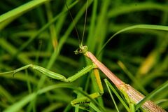 Coptopteryx gayi