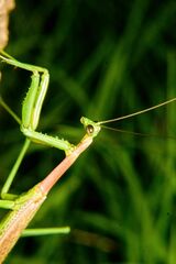 Coptopteryx gayi